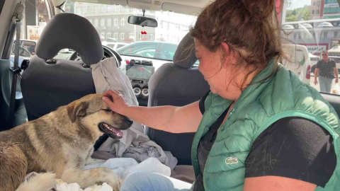 Tedavi için kliniğe getirdiği köpeği ölünce, yaralı sokak köpeğini gözyaşlarıyla sahiplendi