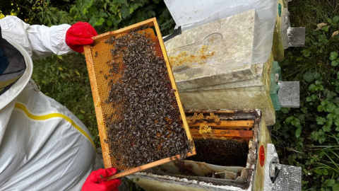 Dedesinin nasihatiyle başladı, şimdi 1 ton bal hedefliyor