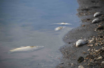 Kastamonu’da su seviyesi düşen barajda ölen balıklar kıyıya vurdu