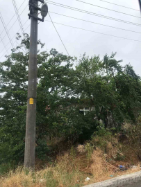 Ağaçların içinden geçen elektrik telleri tehlike saçıyor