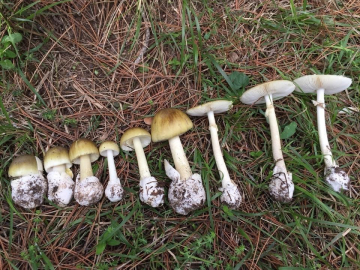 Mantar sezonu başladı: Uzmanlar zehirlenmelere karşı uyardı