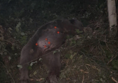 Kapana yakalanan ayı kurtarıldı