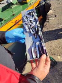 Karadeniz Ereğli’de balıkçılık denetimlerinde 153 tekneye e-seyir onayı verildi