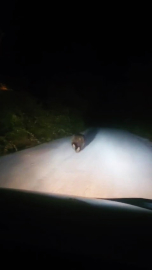 Karabük’te yolda koşan ayı kamerada