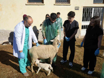 Küçükbaş hayvancılığa akademik dokunuş: 13 koyun 24 süt kuzusu doğurdu