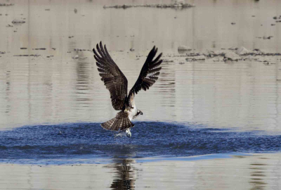Kastamonu’da kuş fotoğrafçıları avlanan balık kartallarını görüntüledi