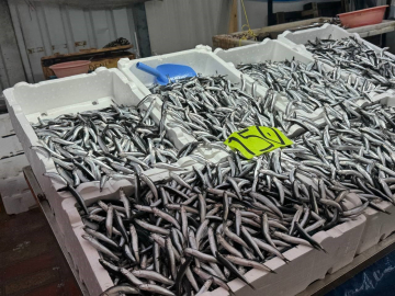 Zonguldak’ta hava şartları hamsi fiyatını yükseltti