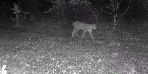 Karabük’te vaşak ve yavrusu ile kurt, fotokapana yansıdı