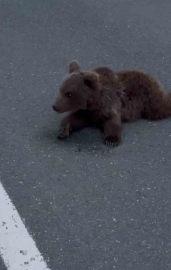 Kara yolundaki yaralı yavru ayı DKMP’ya teslim edildi