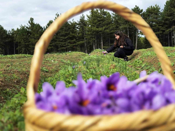 Safran, sarımsak ve kırmızı bibere bilimsel güvence