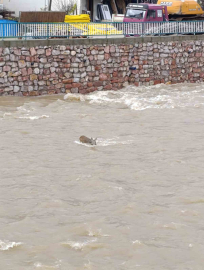 Çaya düşen karaca kurtarıldı