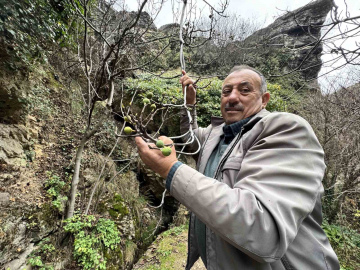 İncir ağacı Aralık ayında yeniden meyve verdi