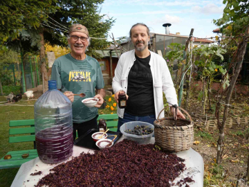 Kanser hücrelerinin oluşumunu önleyen kokulu üzümün üretimi arttırılacak