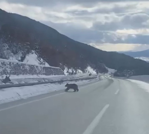 Kastamonu’da ormanlık alanda karda ilerleyemeyen bozayı güldürdü
