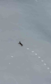 Kar üzerinde koşan yaban tavşanı görüntülendi