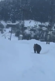Kastamonu’da kış uykusuna yatamayan bozayı kamerada