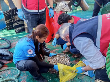 Kastamonu’da beyaz kum midyesi avcılığına yönelik denetimler sürüyor