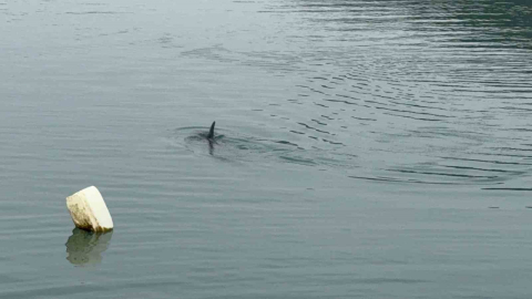 Sahil güvenlikten nefes kesen yunus kurtarma operasyonu