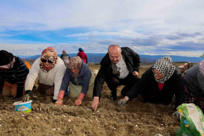 Dünyaca ünlü Taşköprü sarımsağının ekim sezonu erken başladı