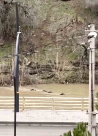 Filyos Çayı’nı yüzerek geçen yaban domuzları kamerada
