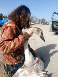 Vatandaşların bulduğu yaralı kuğu tedavi altına alındı