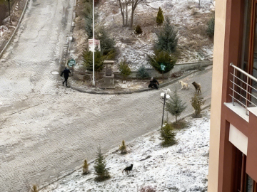 Sokak köpeklerinin saldırısına uğrayan kadını vatandaşlar kurtardı: O anlar kamerada