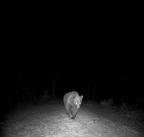 Safranbolu’da boz ayı fotokapanla görüntülendi