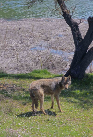 Balık tutmaya giderken kurtla karşılaştılar