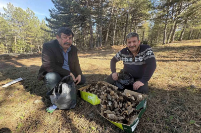 Kastamonu ormanlarında kuzugöbeği mantarı bolluğu
