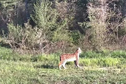 Ovacık’ta nadir tür vaşak fotokapana yansıdı
