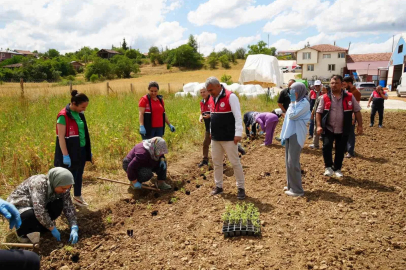 Üniversite serasında üretiliyor: Çiftçilerin geliri aromatik bitkilerle artacak
