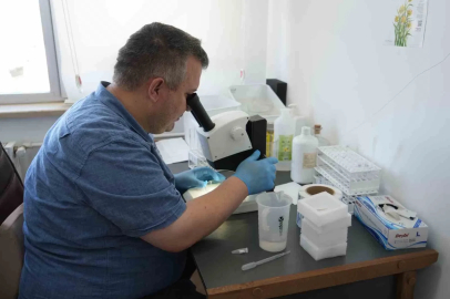 Uzmanından çekirge açıklaması: "1 ay içerisinde kaybolacaklardır"
