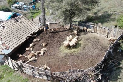 Ağıla giren kurtlar 18 koyunu telef etti, 11 koyunu yaraladı
